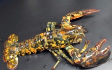 Lagosta Rara Chamada Calico achada Restaurante EUA: Foto Lagosta Rara