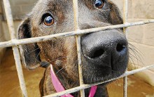 Como Ajudar Animais: ONGs para Cães Abandonados, Sites e Informações