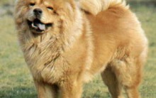 Raça Chow Chow: Preço do Filhote, Temperamento, Panda, Origem e Fotos