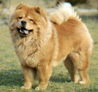 Raça Chow Chow: Preço do Filhote, Temperamento, Panda, Origem e Fotos