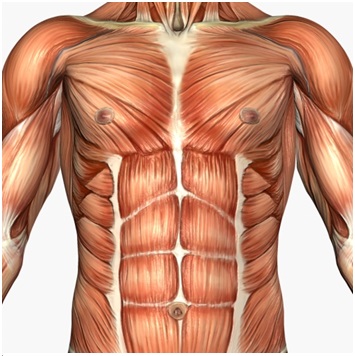 fibras-musculares-tecido-estriado-