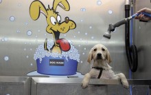 Lava Rápido Canino –  Novidade no Pet Shop na Alemanha