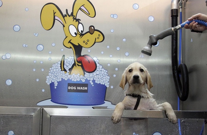 Lava Rápido Canino –  Novidade no Pet Shop na Alemanha