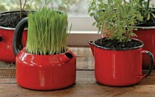 Como Plantar em Recipientes Reciclados: Dicas Decoração, Meio Ambiente