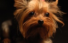 Raças de Cachorros Pequenos para Apartamento: Lista de Cães Fofos