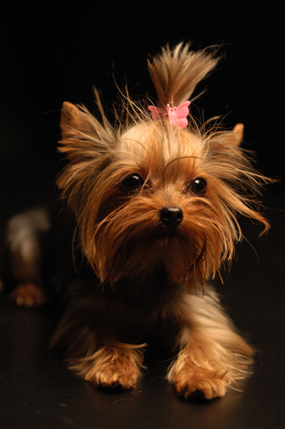 Raças de Cachorros Pequenos para Apartamento: Lista de Cães Fofos