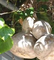 Artesanato com Cabaça: Modelos, Fotos, Decoração, Brinquedos Crianças