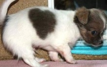Foto de Cãozinho com Marca de Coração no Pelo: Cão nasce na Alemanha