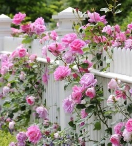 como-cultivar-rosas-passo-a-passo-