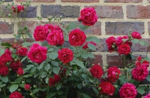 como-cultivar-rosas-tudo-sobre-roseiras-