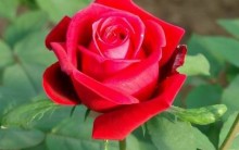 Cultivar Rosas: Como Podar, Adubar, Plantar, Regar, Pragas, Cuidados