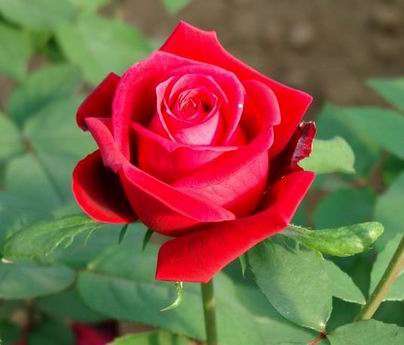 Cultivar Rosas: Como Podar, Adubar, Plantar, Regar, Pragas, Cuidados
