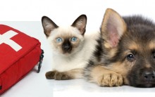 Acidentes com Cães e Gatos: O que Fazer, Primeiro Socorro à Animal