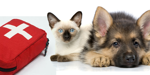 Acidentes com Cães e Gatos: O que Fazer, Primeiro Socorro à Animal
