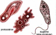 Reino Protista Resumo: Características, Reprodução, Estrutura, Exemplo