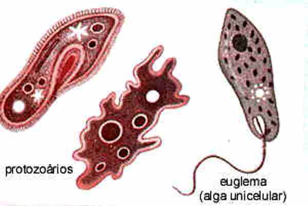 Reino Protista Resumo: Características, Reprodução, Estrutura, Exemplo