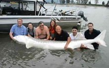 Fotos de Grandes Peixes Fisgados: Pescadores Pescam Peixes Gigantes