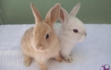 Mini Coelhos para Comprar: Filhotes, Cuidados, Loja Online e Fotos