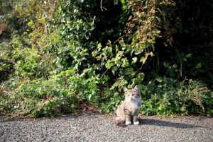 fukuoka-gatinhosfofos