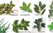 Uso das Plantas na Medicina Doméstica: As Ervas podem ser Diuréticas