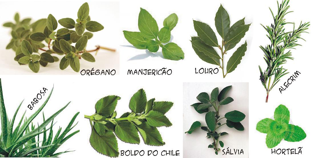 Uso das Plantas na Medicina Doméstica: As Ervas podem ser Diuréticas