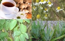 Plantas, Chás medicinais mais Usados: Confira chás testados e aprovados