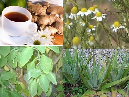 Plantas, Chás medicinais mais Usados: Confira chás testados e aprovados