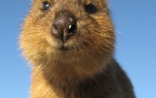 Animal mais Feliz do Mundo: Fotos do Quokka Sorrindo, Imagens Fofas