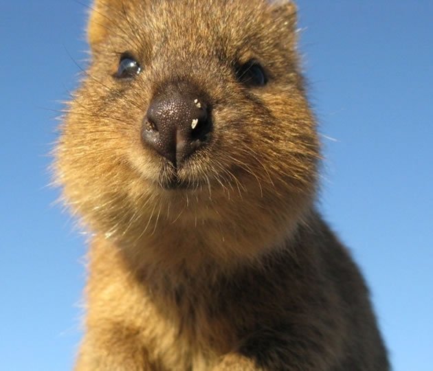Animal mais Feliz do Mundo: Fotos do Quokka Sorrindo, Imagens Fofas