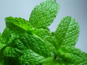 hortela