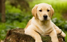 Raça de Cães: Nome de Raça de Cachorros Mais Lindos e Onde Comprar
