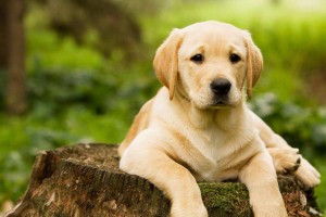 cão-labrador-foto