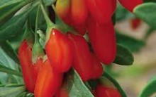 Goji Berry: Emagrece, Foto Fruta, Como Usar Dieta, Benefício Vitamina