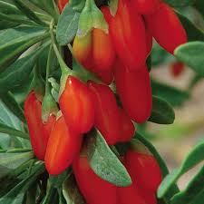 Goji Berry: Emagrece, Foto Fruta, Como Usar Dieta, Benefício Vitamina