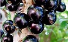 Jabuticaba: Benefícios à Saúde, Composto Reduz Células Câncer
