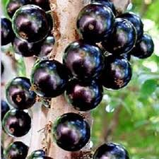 Jabuticaba: Benefícios à Saúde, Composto Reduz Células Câncer