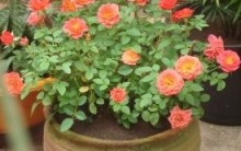 Mini Rosa: Fotos, Como Cultivar, Adubar, Regar e Podar