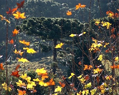 serra-gaucha-araucaria--