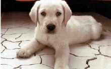 Banho em Cachorro: Como Lavar seu Cão e que Sabão Usar