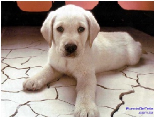 Banho em Cachorro: Como Lavar seu Cão e que Sabão Usar
