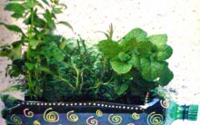 Horta Vertical de Garrafa Pet: Dicas de Como Fazer, Que Plantar
