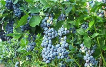 Mirtilo, Blueberry ou Arándeno: Benefícios do mirtilo à Saúde