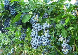 mirtilo-fruta-saudavel