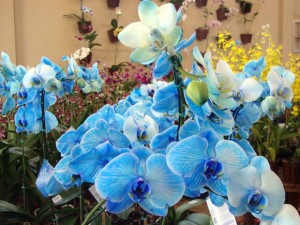 orquidea-azul