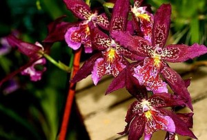 orquidea-beallara-marfitc