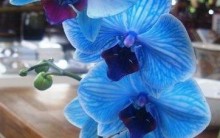 Orquídeas Diferentes: Tudo Sobre, Dicas de Como Cultivar