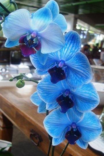 Orquídeas Diferentes: Tudo Sobre, Dicas de Como Cultivar