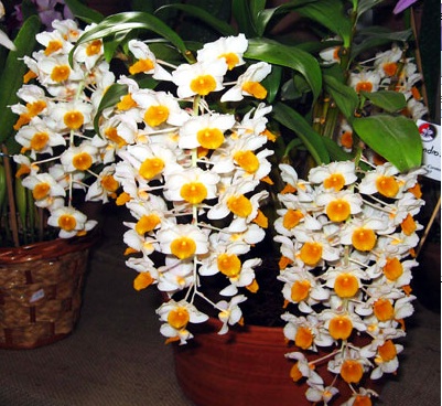 orquidea-diferente-dendrobium