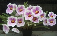 Plantar Orquideas: Como Cultivar, Híbridas, Adubar, Vaso Ideal