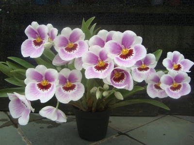 Plantar Orquideas: Como Cultivar, Híbridas, Adubar, Vaso Ideal
